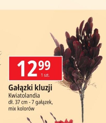 Gałązki kluzji 37 cm Kwiatolandia promocja