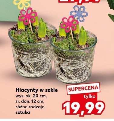 Hiacynty w szkle różne rodzaje promocja w Kaufland