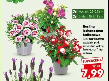 Goździk kisses promocja w Kaufland