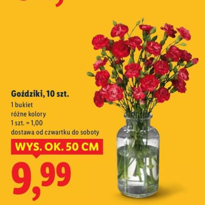 Goździki, 10 szt. promocja w Lidl