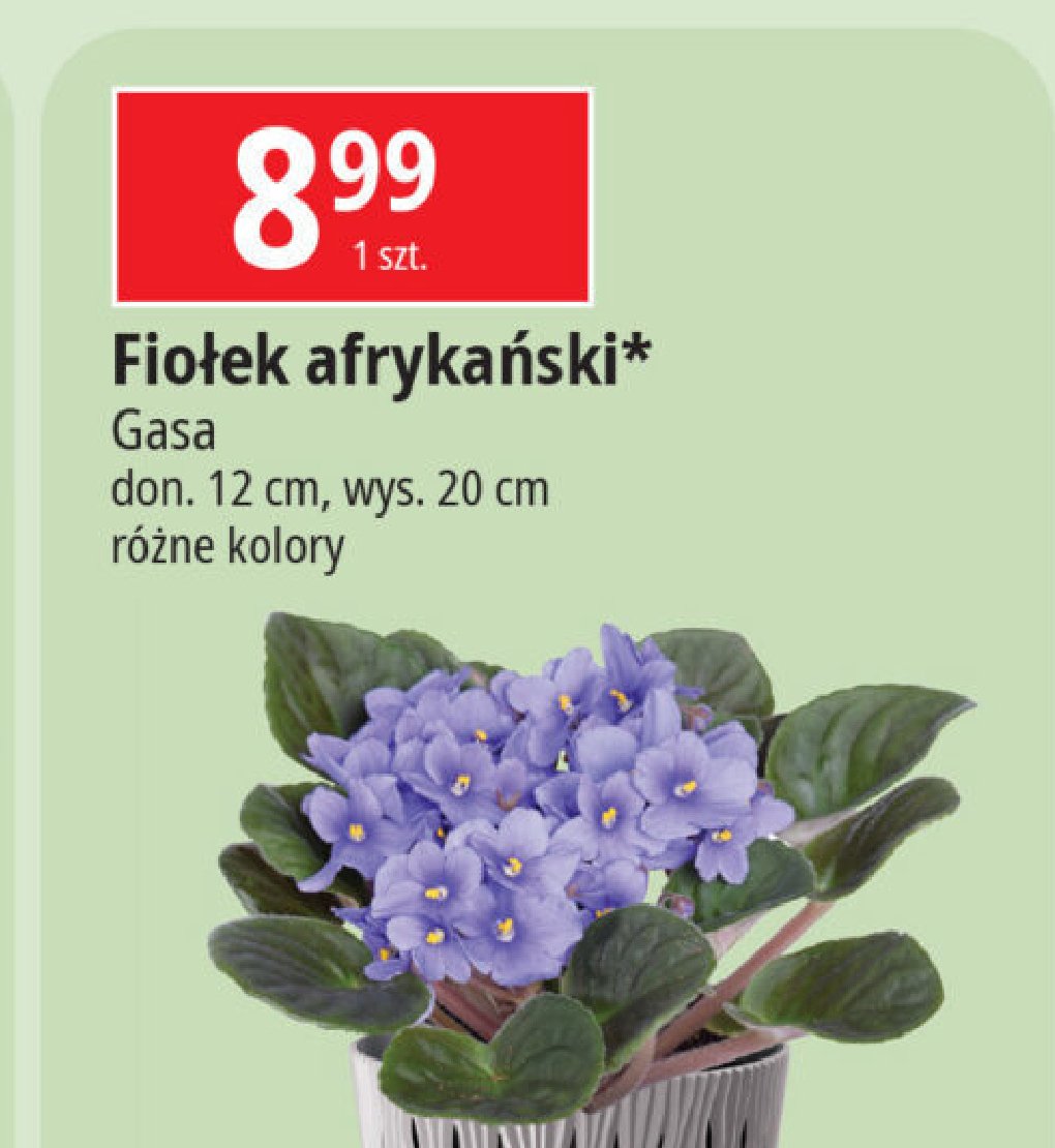 Fiołek afrykański 12 cm Gasa group promocja