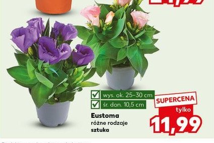 Eustoma promocja