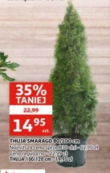Thuja smaragd 80-100 cm promocja