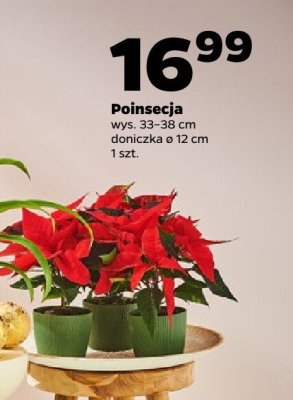 Poinsecja promocja w Netto