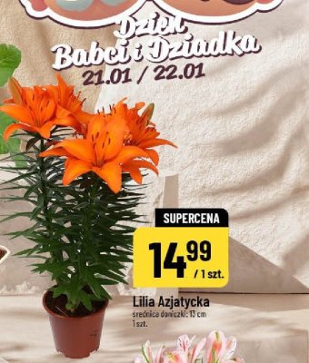 Lilia Azjatycka roślina doniczkowa średnica doniczki 15 cm promocja w POLOmarket
