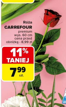 Róża premium 60 cm Carrefour promocja