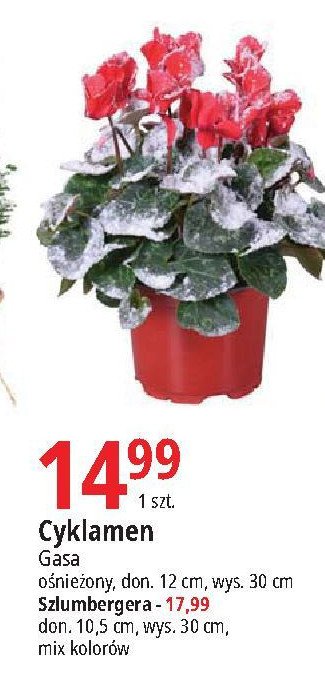 Szlumbergera Gasa promocja w Leclerc