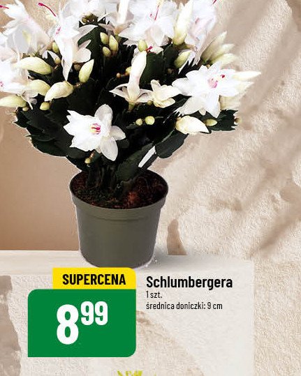 Schlumbergera śr. 9 cm promocja