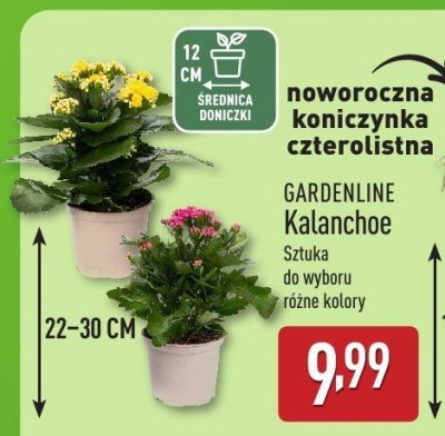Kalanchoe Gardenline sztuka 22-30 cm do wyboru różne kolory promocja w Aldi