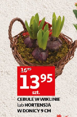 Hortensja don. 9 cm promocja