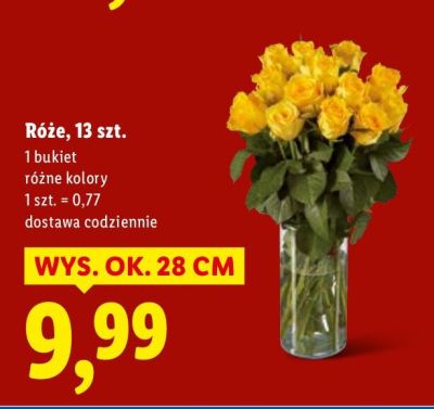 Róże promocja w Lidl
