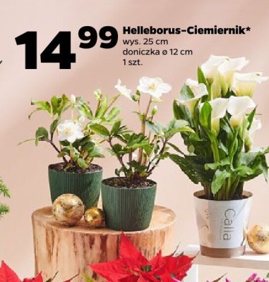 Kalia promocja w Netto