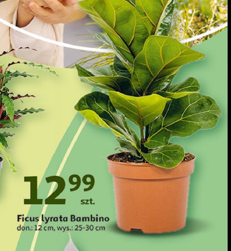 Ficus lyrata bambino don. 12 cm promocja