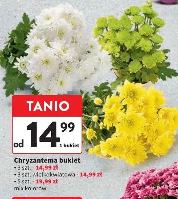 Chryzantema wielokwiatowa promocja w Intermarche