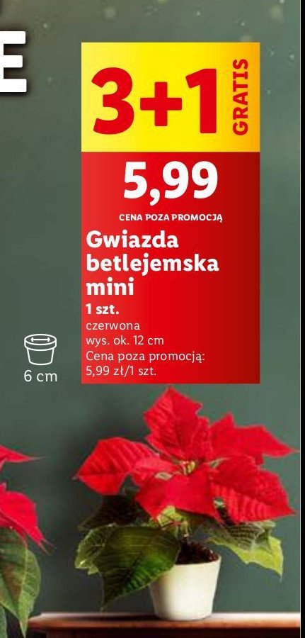 Gwiazda betlejemska mini 12 cm promocja w Lidl