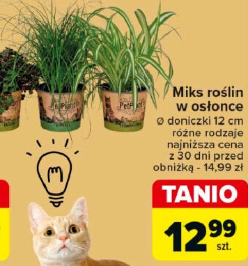 Miks roślin w osłonce 12 cm promocja