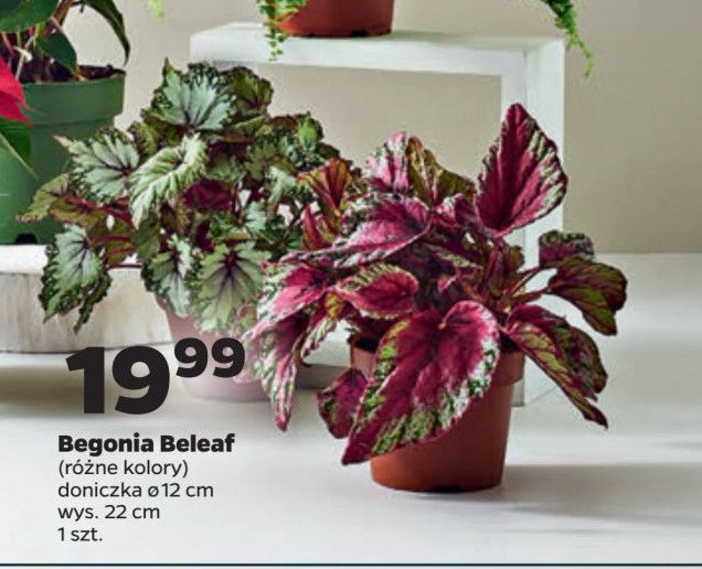 Begonia beleaf promocja w Netto