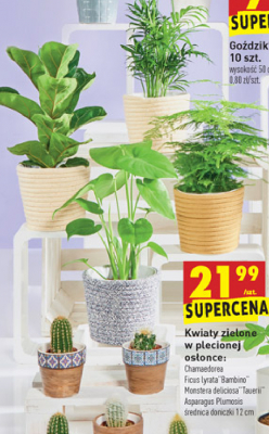 Asparagus w plecionej doniczce promocja