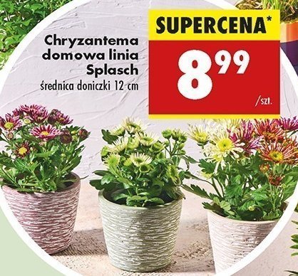 Chryzantema splasch promocja