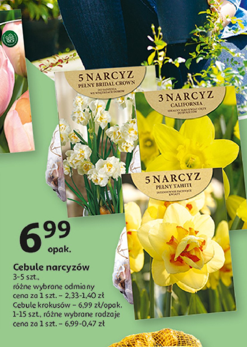 Narcyzy promocja