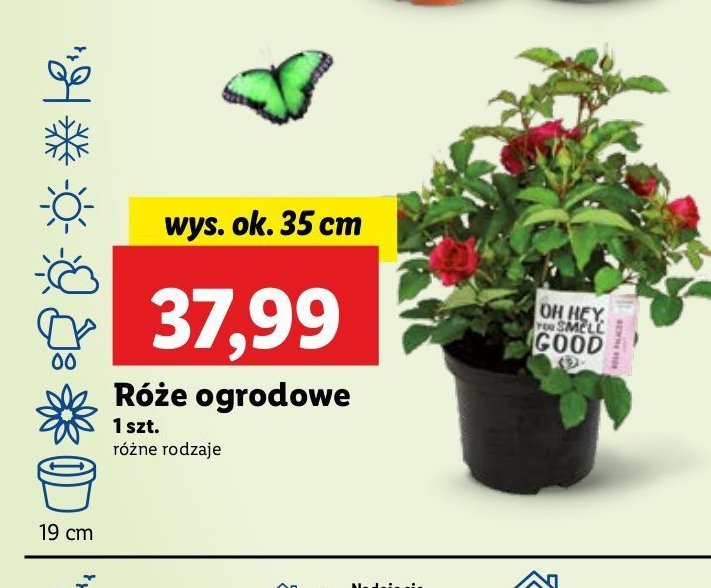 Róza promocja
