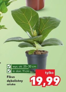 Fikus d臋bolistny promocja