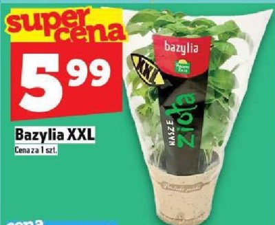 Bazylia XXL promocja w TOPAZ