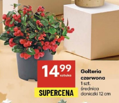 Golteria czerwona promocja w Delikatesy Centrum