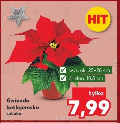 Gwiazda betlejemnska promocja