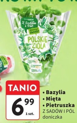 Pietruszka Z SADÓW I PÓL doniczka promocja w Intermarche