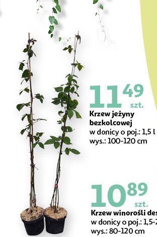 Krzew jeżyny bezkolcowej 100-120 cm promocja