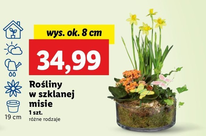 Roślina w szklanej misie 8 cm promocja w Lidl