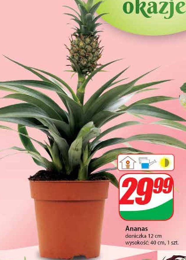 Ananas don 12 cm promocja w Dino