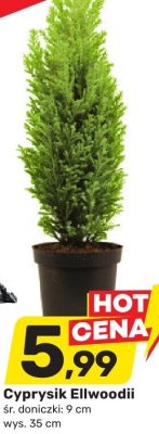 Cyprysik Ellwoodii promocja w Bricomarche