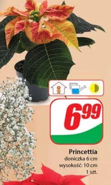 Princettia promocja