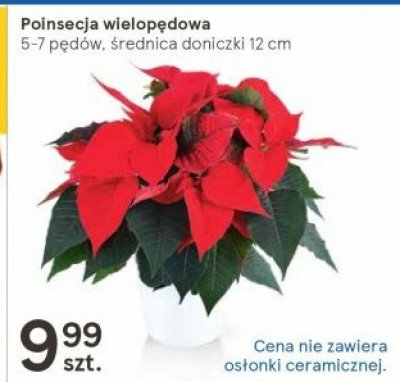 Poinsecja wielop臋dowa 5-7 kwiat贸w promocja