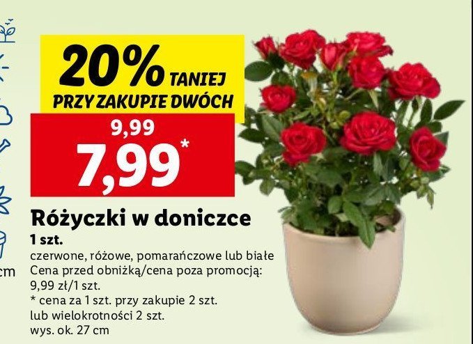 Różyczki w doniczce 27 cm czerwone promocja
