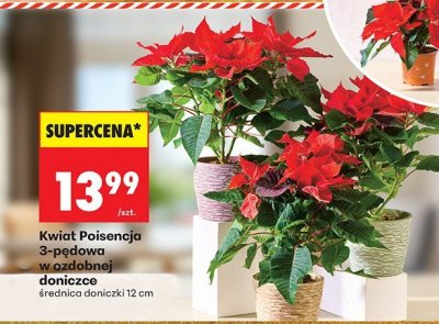 Kwiat Poinsencja 3-pędowa w ozdobnej doniczce średnica doniczki 12 cm promocja w Biedronka