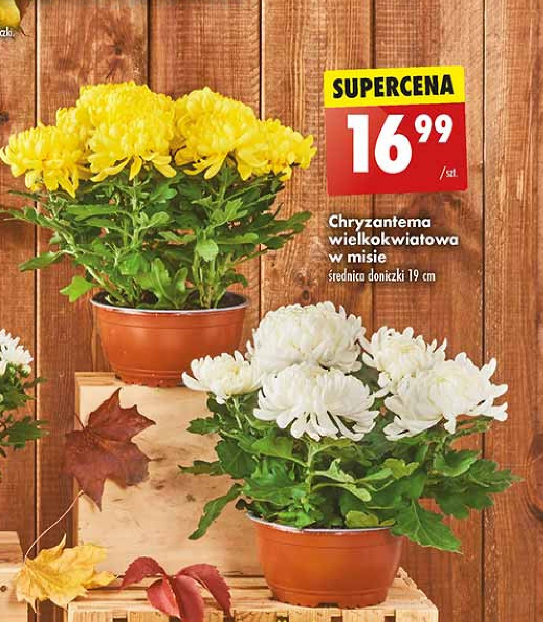 Chryzantema wielkokwiatowa 19 cm promocja w Biedronka