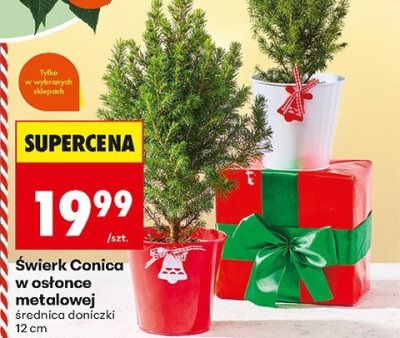 Świerk Conica w osłonce metalowej śr. doniczki 12cm promocja w Biedronka