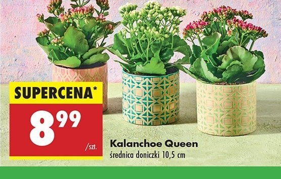 Kalanchoe queen 10.5 cm doniczka promocja
