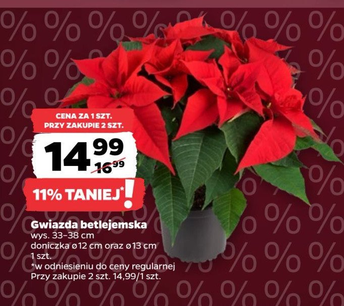 Gwiazda betlejemska 13 cm promocja