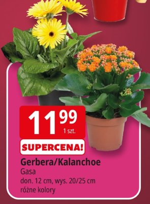 Gerbera Gasa doniczka 12 cm, wysokość 20/25 cm różne kolory promocja w Leclerc