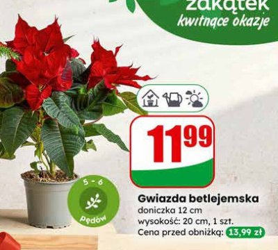 Gwiazda betlejemska doniczka 12 cm promocja w Dino