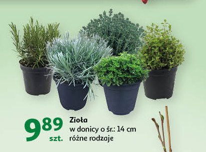 Tymianek don. 14 cm promocja