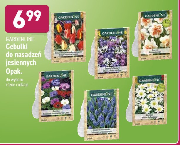 Zawilec biały promocja