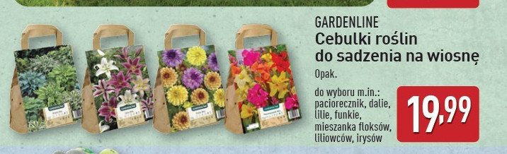 Mieszanka floksów GARDEN LINE promocja w Aldi