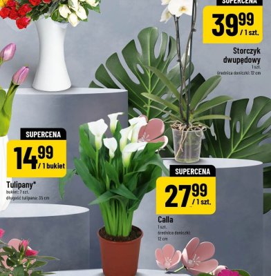 Calla promocja w POLOmarket