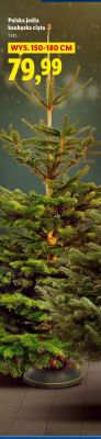 Polska jodła kaukaska cięta promocja w Lidl