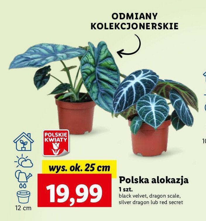 Alokazja promocja